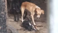 Horror en Salta: perros abandonados en una casa se consumen entre ellos tras el abandono de su dueña
