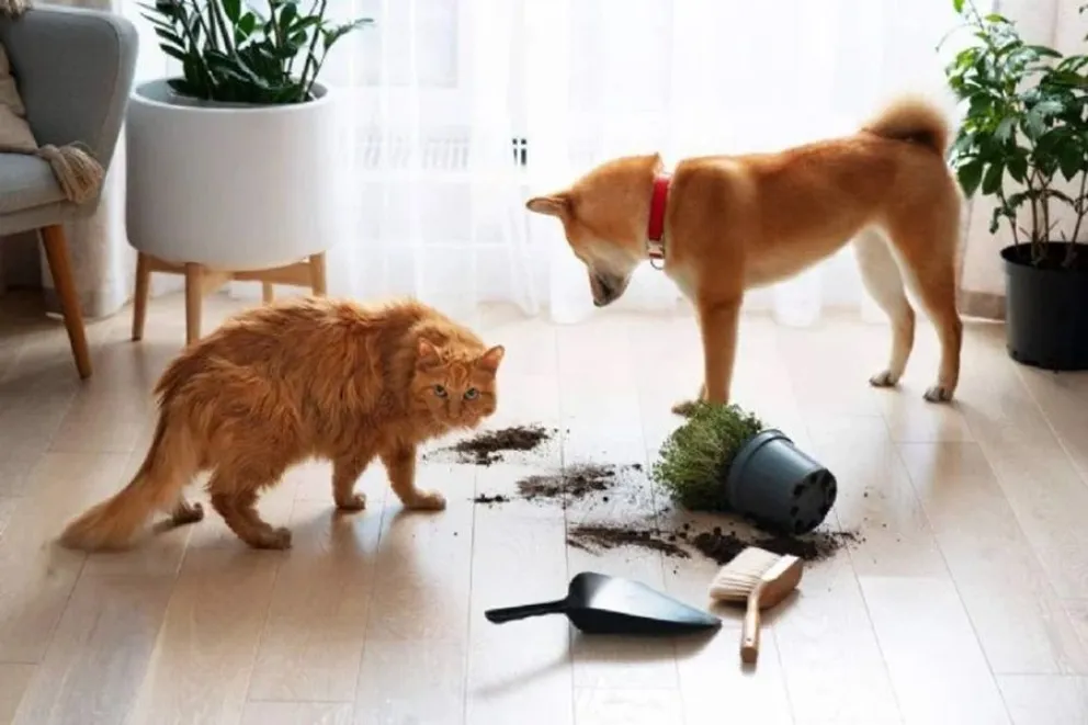 plantas-mascotas