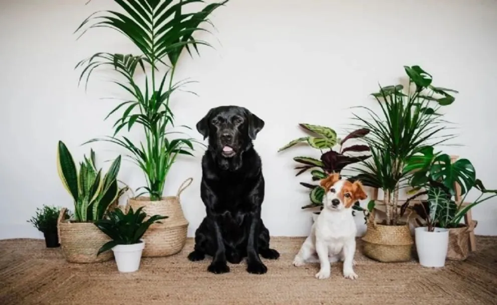 No más destrozos: conocé los efectivos trucos para mantener a tus mascotas alejadas de tus plantas