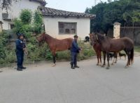 Caos en Orán: un caballo suelto desató pánico en las calles