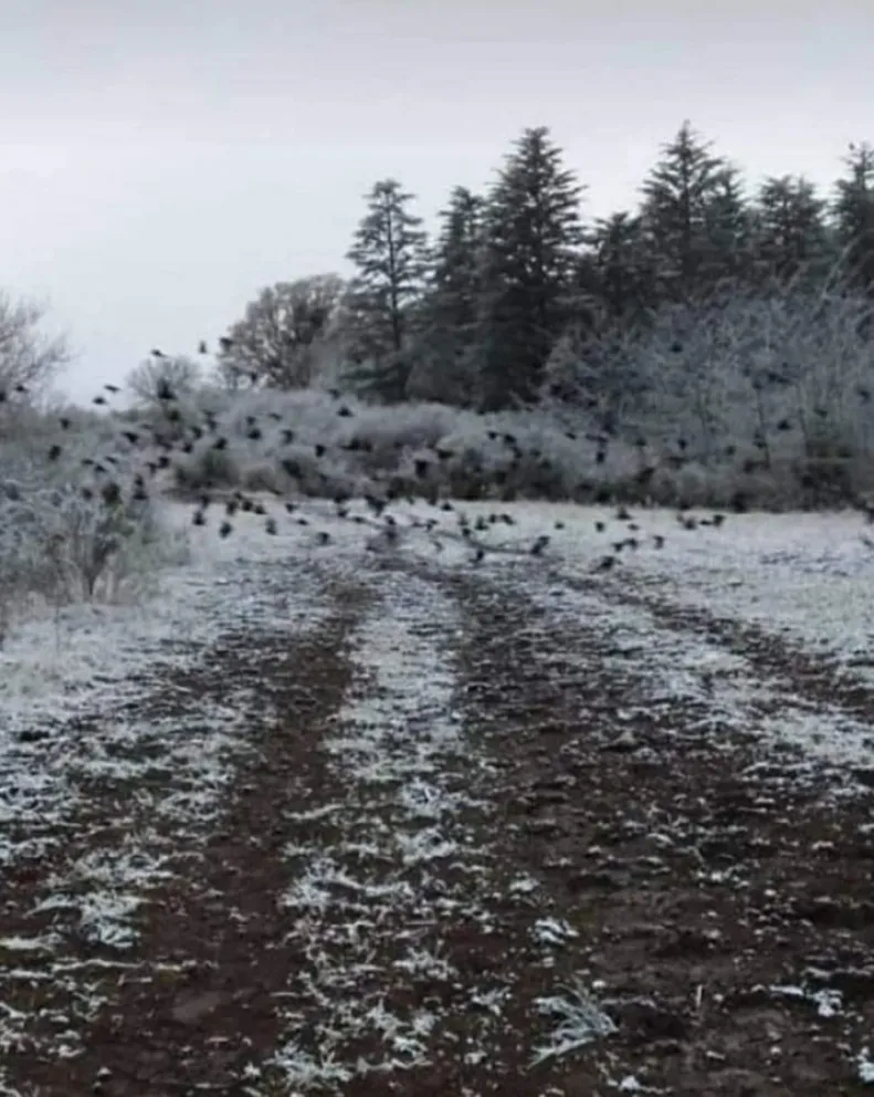 Nieve en Guachipas 