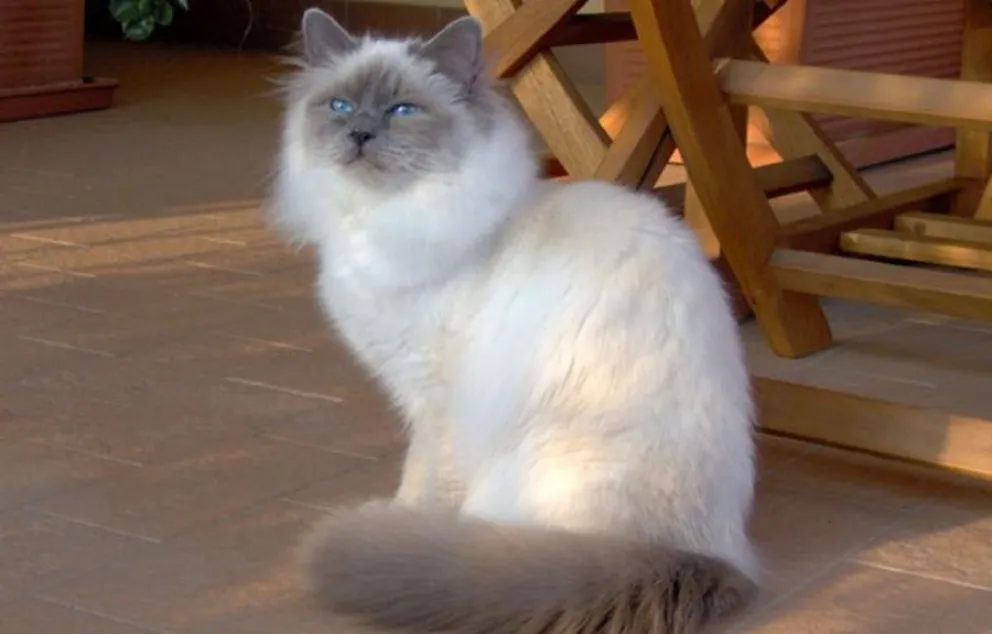 razas de gatos