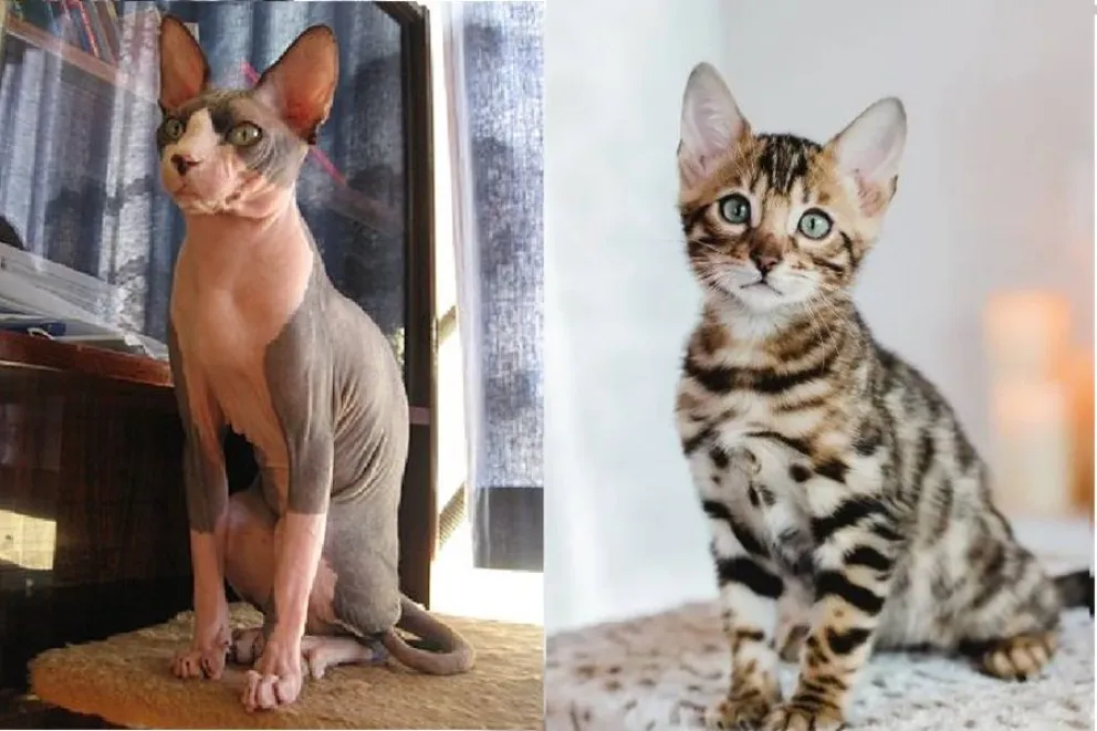 razas de gatos