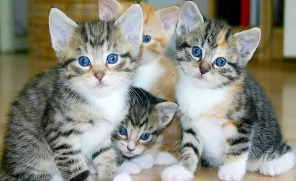 Descubrí las razas de gatos que viven más y los secretos para garantizarles una larga vida