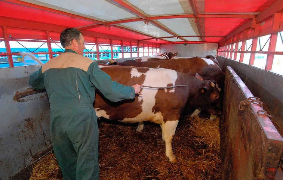 Productores pagaron una cifra millonaria por ganado y fueron estafados