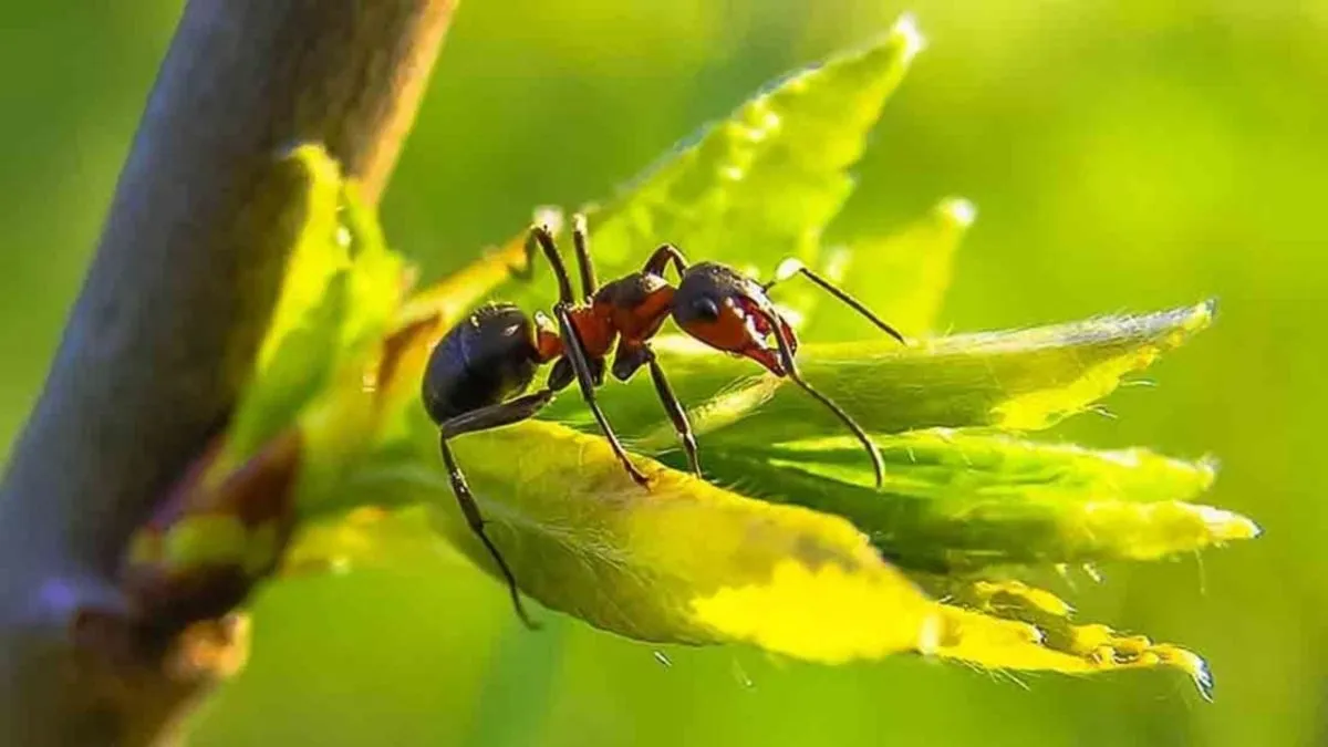 trucos hormigas
