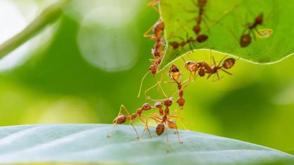 Así podés alejar a las hormigas de las plantas de tu jardín y sin usar químicos