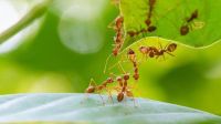 Así podés alejar a las hormigas de las plantas de tu jardín y sin usar químicos