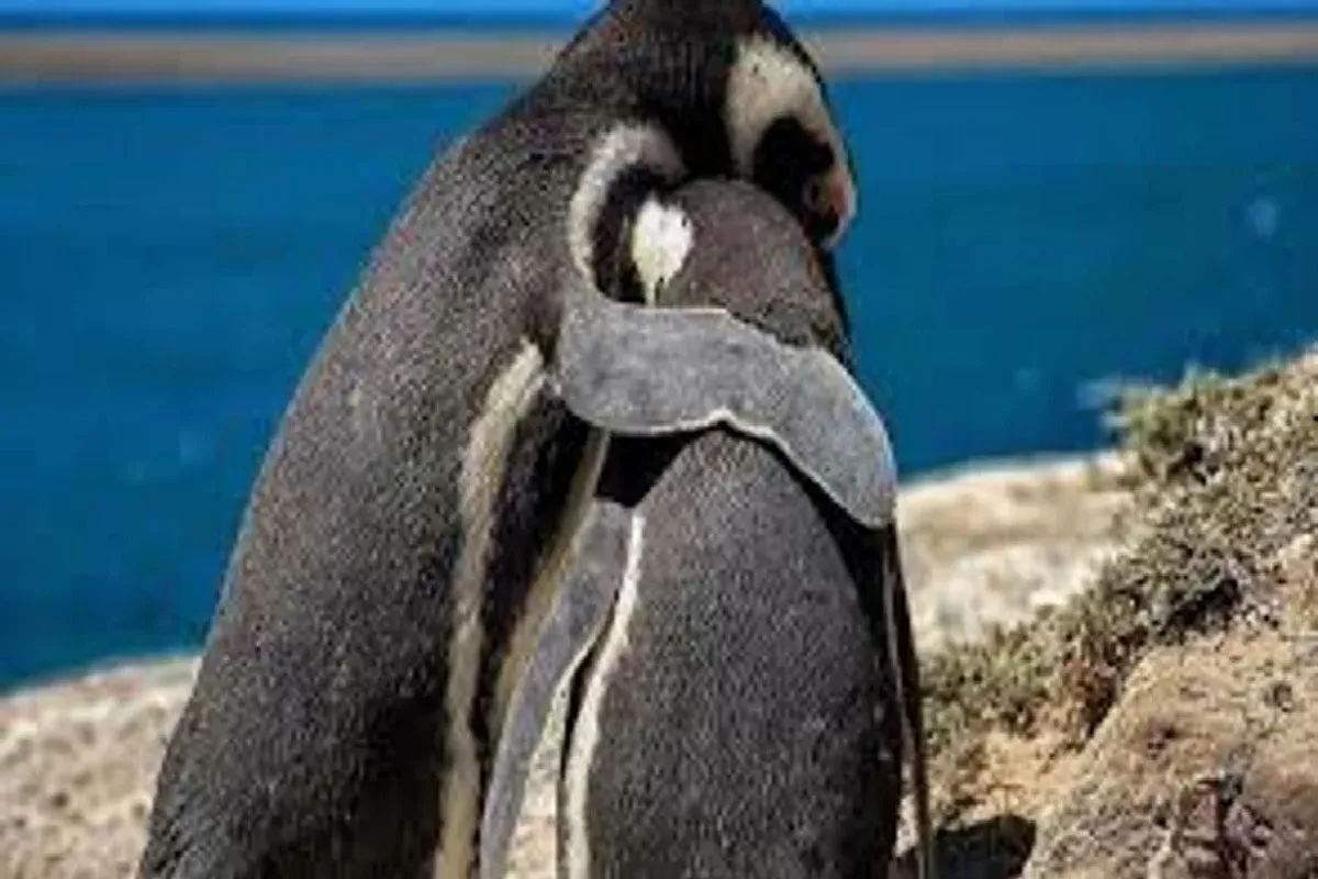 pinguinos