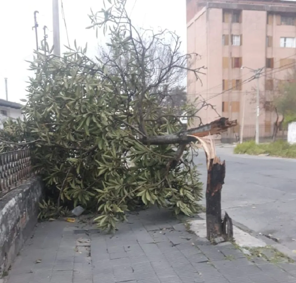 Imprudencia total en Tartagal: dos menores circulaban en un auto, chocaron y además tiraron un árbol 