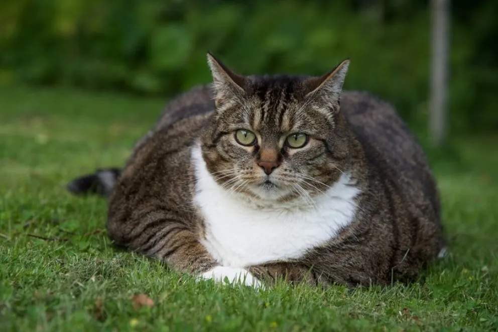 obesidad-gatos