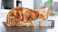 Obesidad felina: estas son las estrategias para ayudar a tu gato a alcanzar su peso ideal