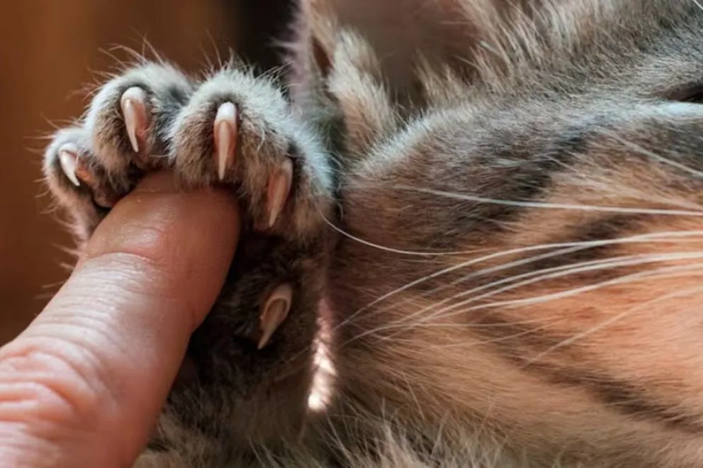 gatos-u&ntilde;as