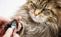 Los prácticos consejos para cortar las uñas de los gatos sin estresarlos: mantené a tu mascota saludable y feliz
