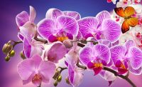 Descubre el truco que harán que tus orquídeas tengan las flores más coloridas y perfumadas