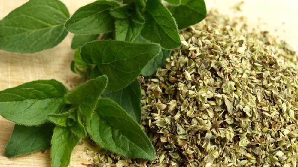 oregano-salud
