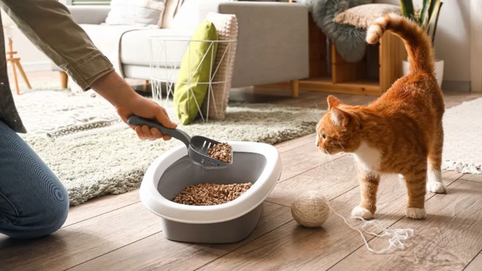 Cuidá la salud de tu gato: estos son los mejores consejos para una correcta higiene de su arenero