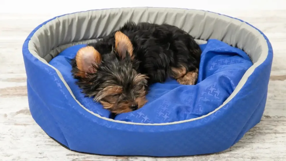 Descubrí por qué los perros rascan su cama antes de dormir: más que un capricho es un instinto natural