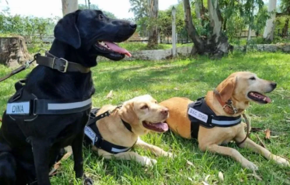 |ÚLTIMO MOMENTO| Salta envió dos perros de búsqueda para encontrar a Loan
