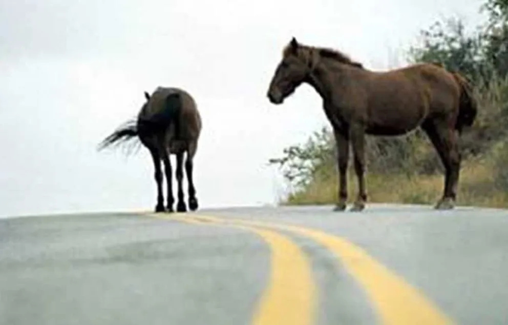 Terror sobre la Ruta 51: un caballo suelto provocó un fuerte accidente