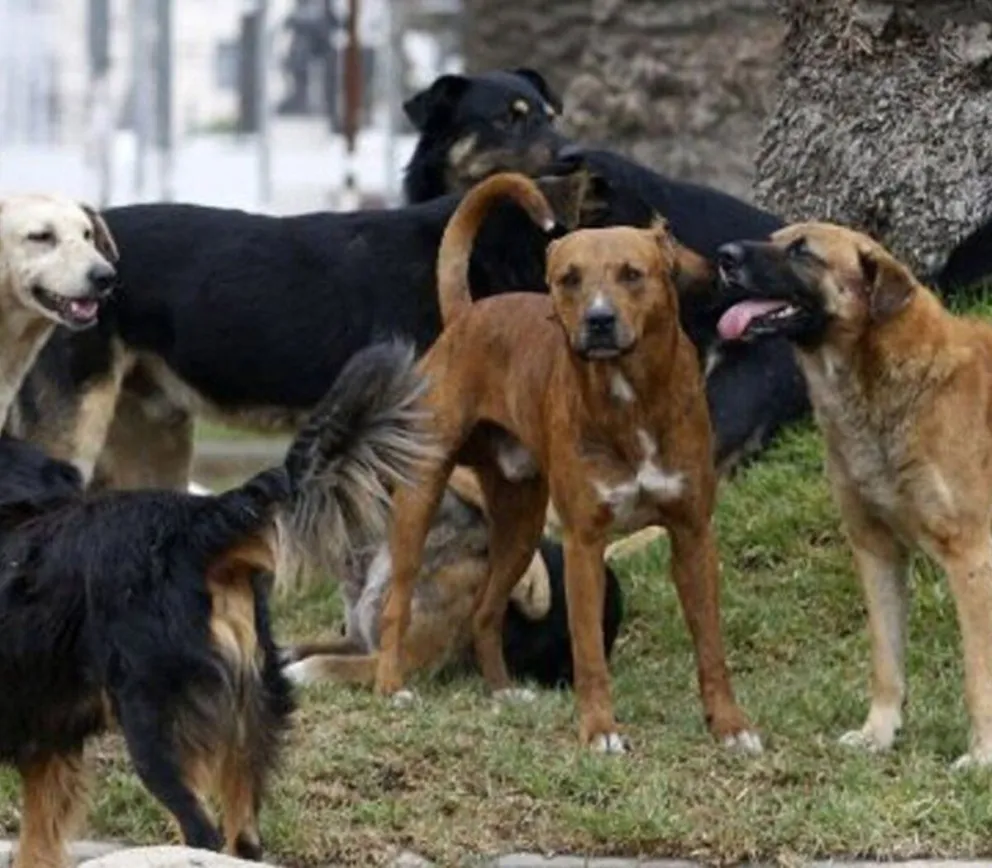 Jauria de Perros