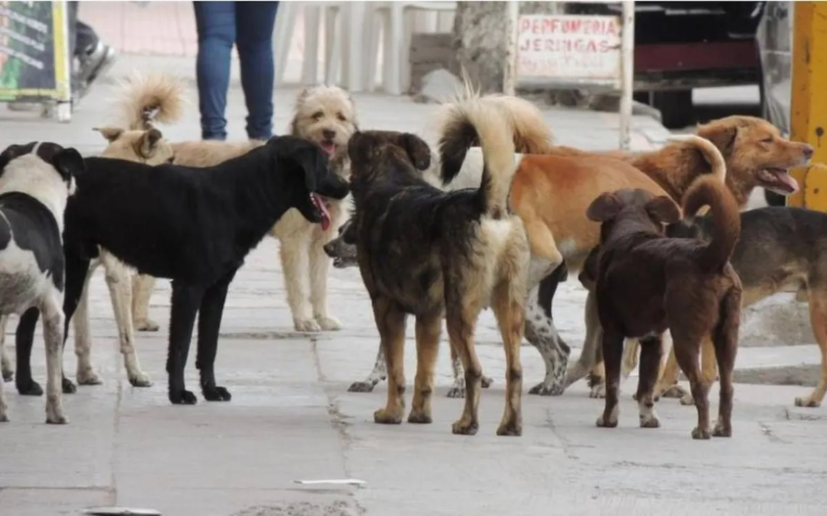 Jauria de Perros mata ni&ntilde;o