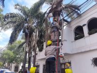 La Municipalidad de Salta lleva realizadas tareas de poda en más de 4.000 árboles de la ciudad