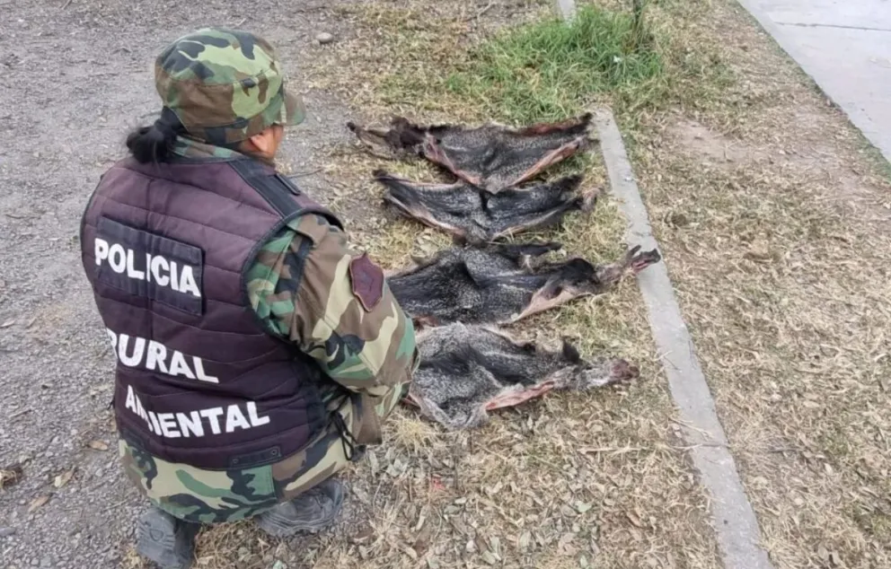 Salteños implicados en casos de pesca y caza ilegal: especies protegidas fueron halladas sin vida
