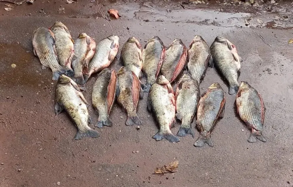 pesca