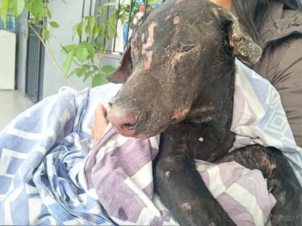 Caso Zeus: imputan a una mujer por un terrible caso de crueldad animal