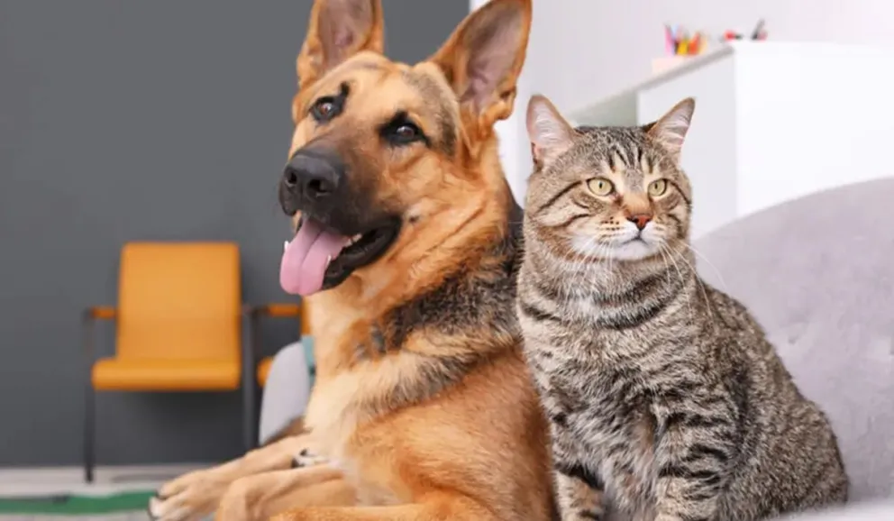 El truco infalible para que tu mascota deje de orinar en lugares no deseados: la solución definitiva