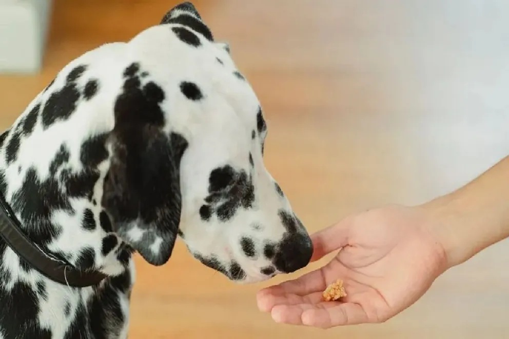 Conoce los 3 animales que tienen la increíble habilidad de detectar enfermedades en humanos