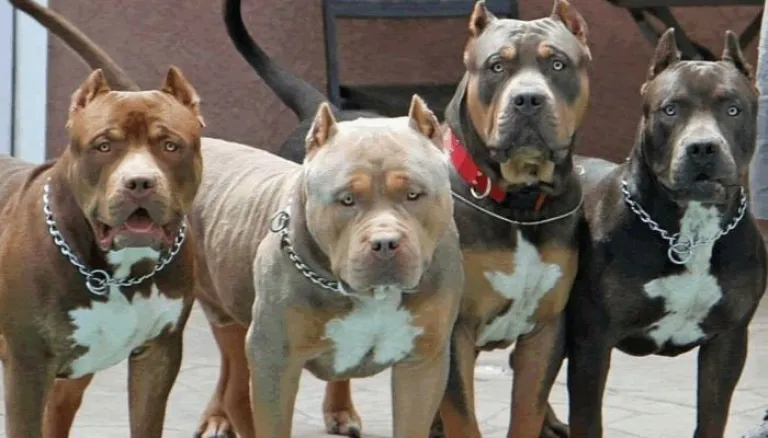 Perros pitbull
