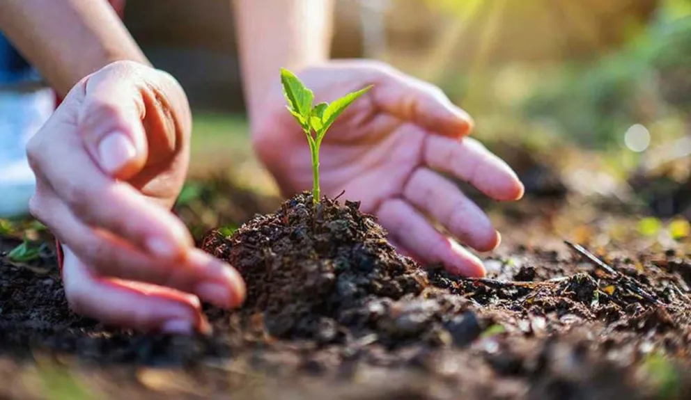 Compensación ambiental