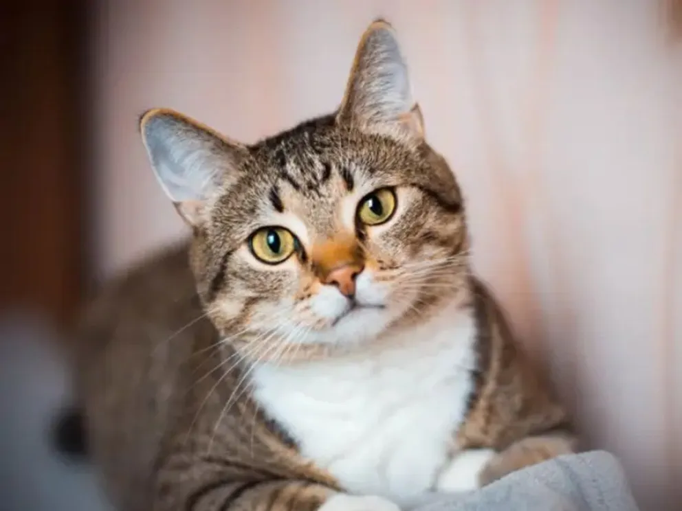 gatos
