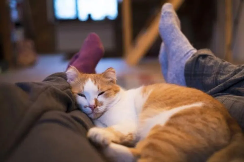 gatos