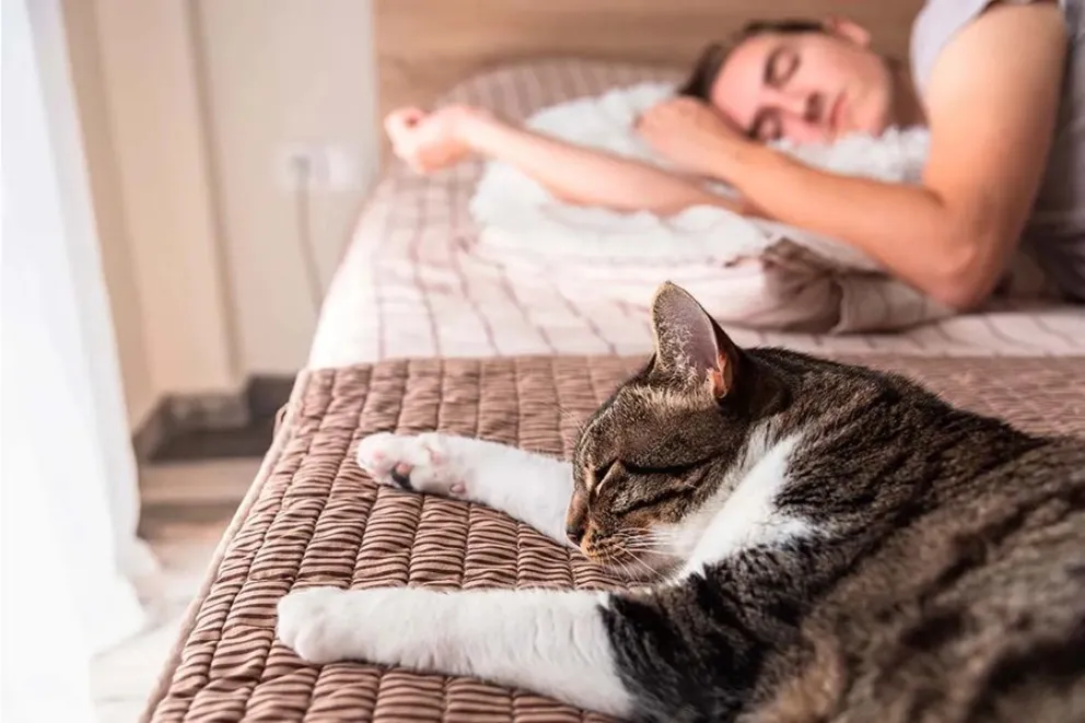 gatos