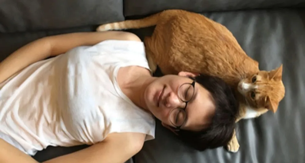 gatos