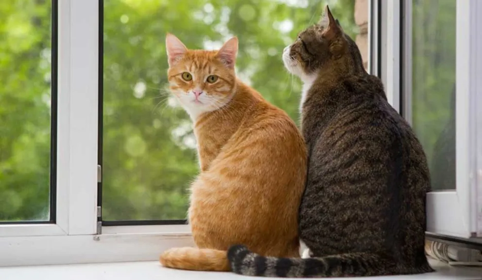 Conocé los misterios de tu gato al dormir: su comportamiento te dirá mucho