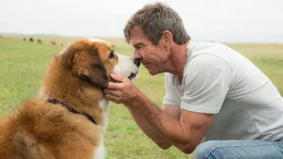 La tierna película que te cautivará si amas a los perros: está entre las más vistas de Netflix 