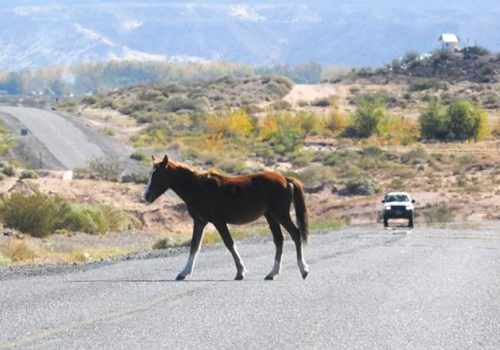 Accidente caballo