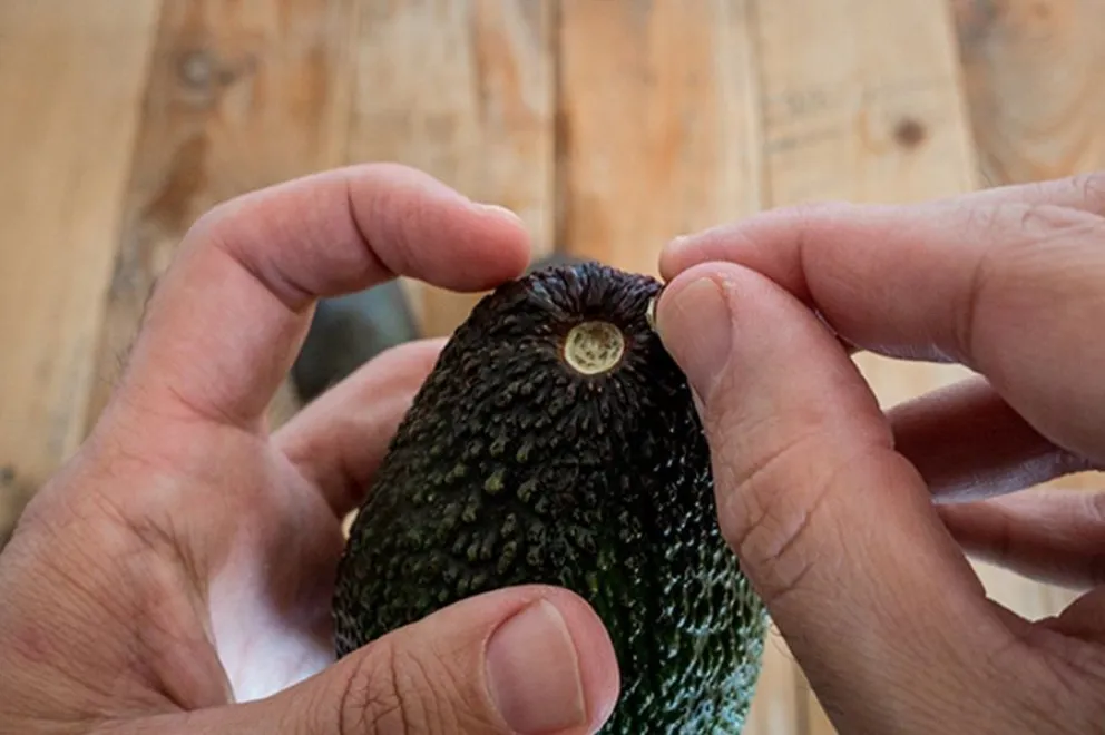 palta-truco
