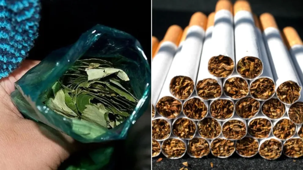 Hojas de coca