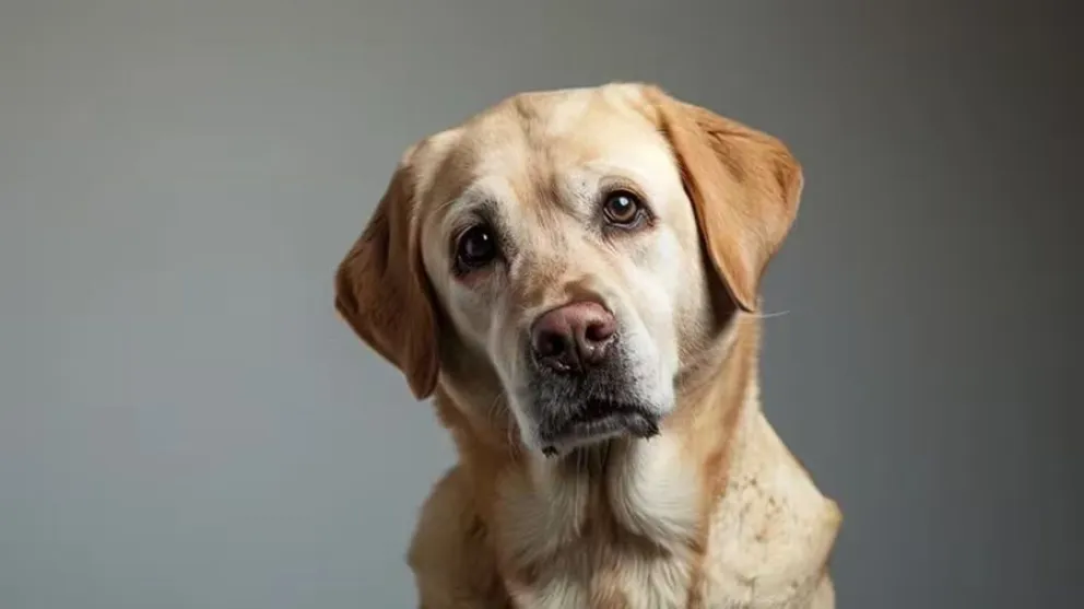 Maltrato animal