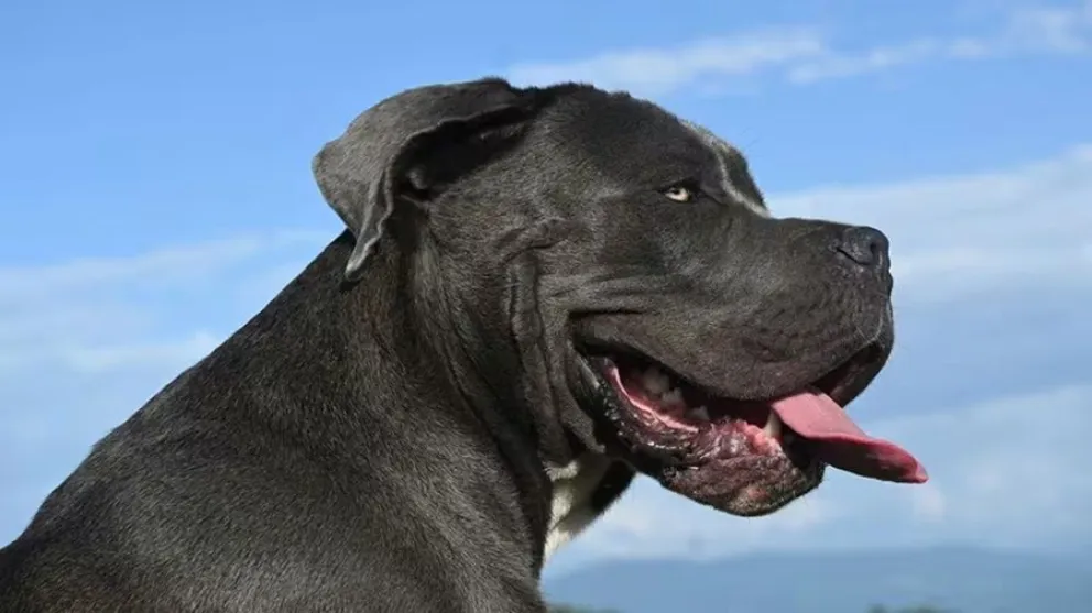 perros - razas