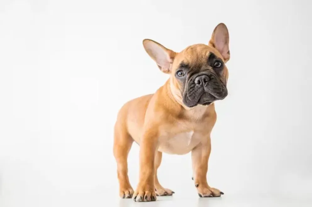 Perro