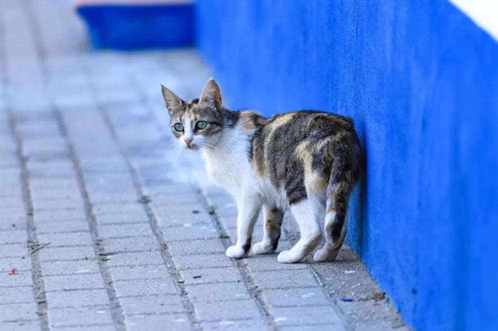 gatos