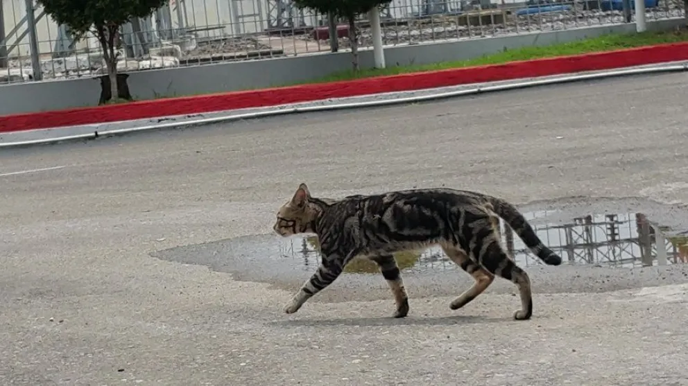 gatos