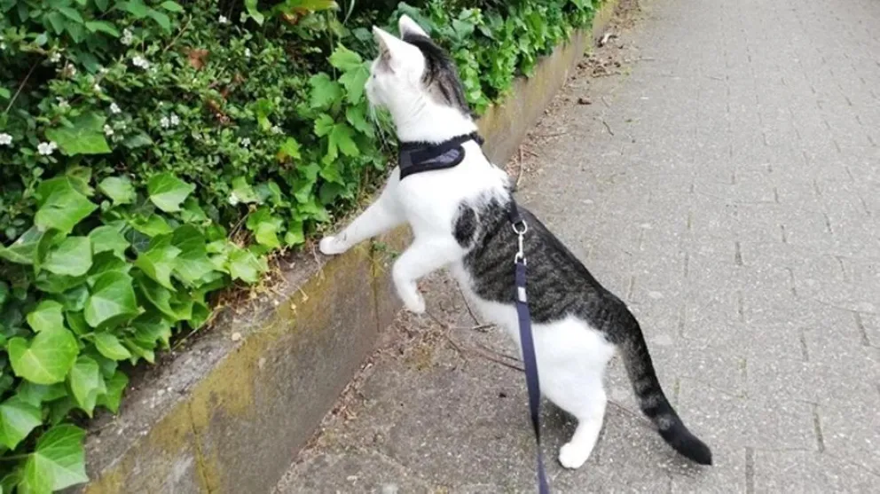 gatos