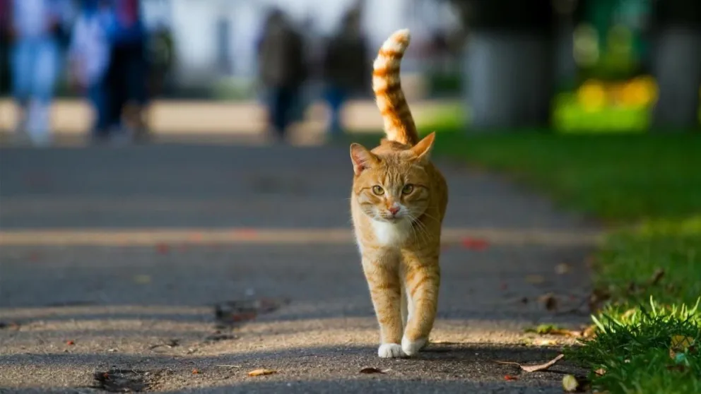 Descubrí adónde va tu gato cuando escapa de casa: así podés rastrear su recorrido y evitar que se pierda